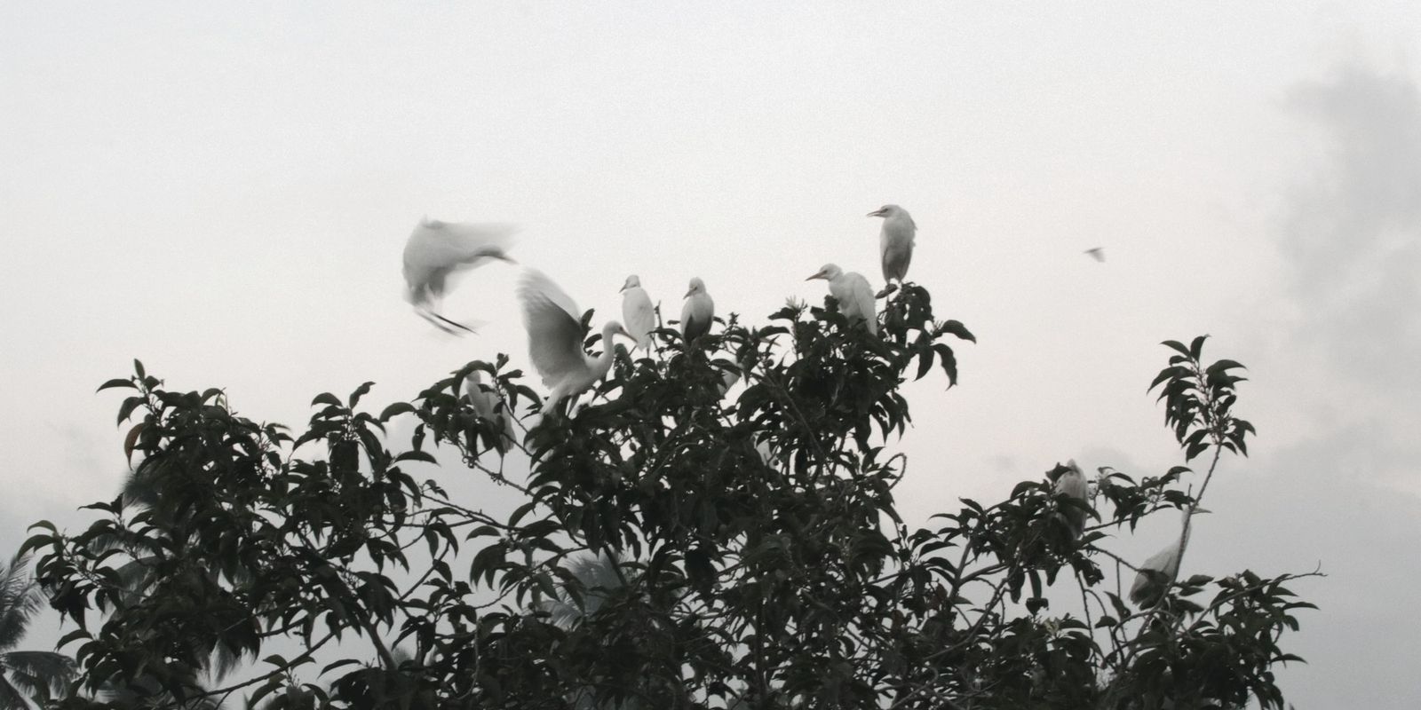 Aigrettes blanches posées au sommet d'un arbre, l'une en vol, sur un ciel clair