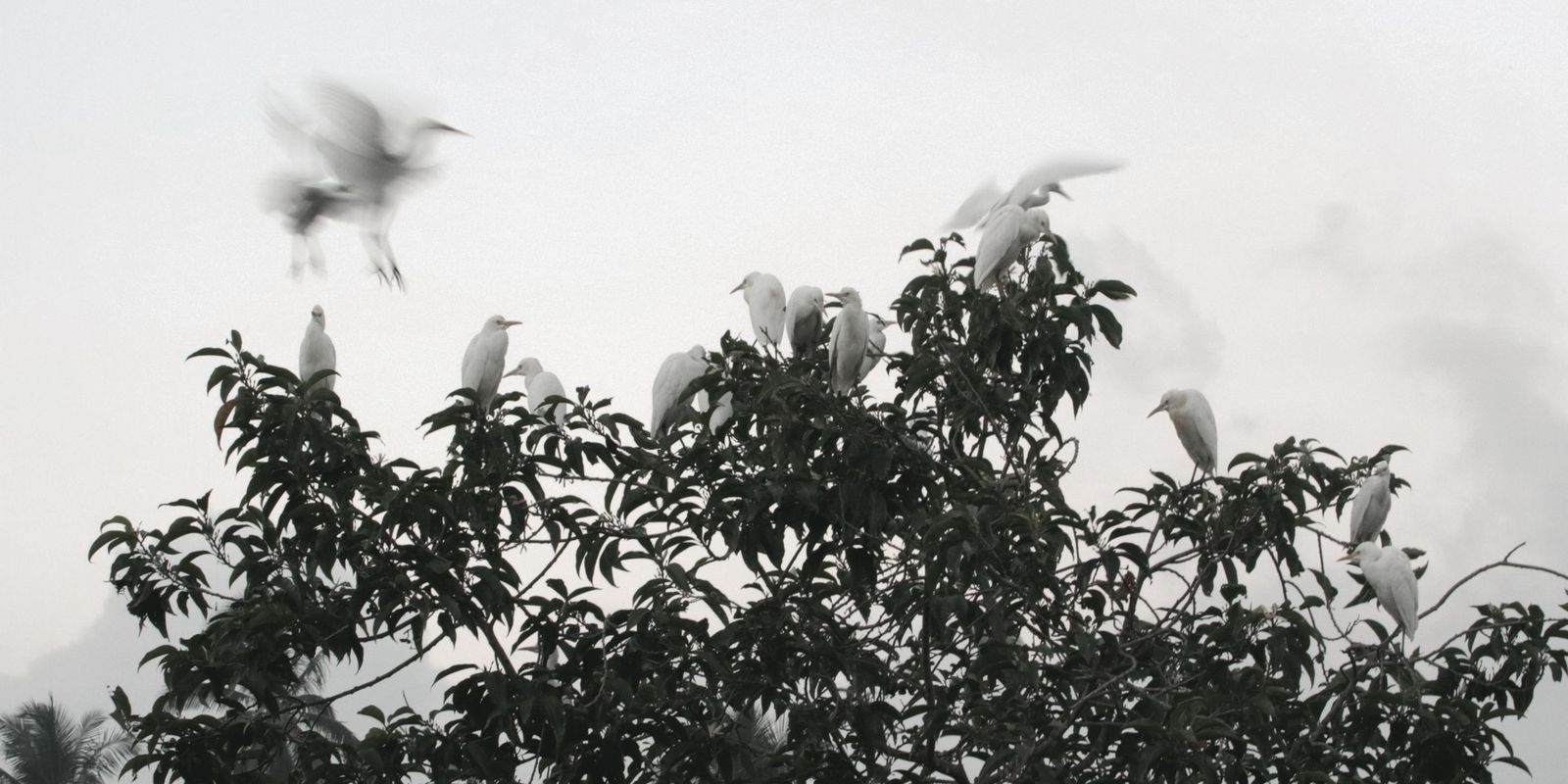 Une aigrette prend son envol au-dessus d'un groupe posé sur un arbre