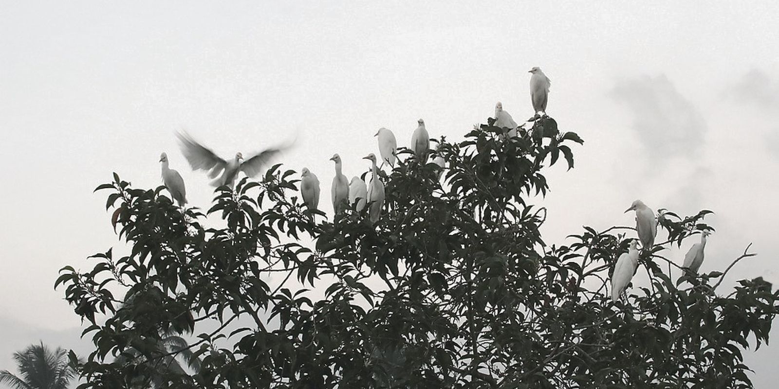 Un groupe d'aigrettes au repos sur la cime d'un arbre