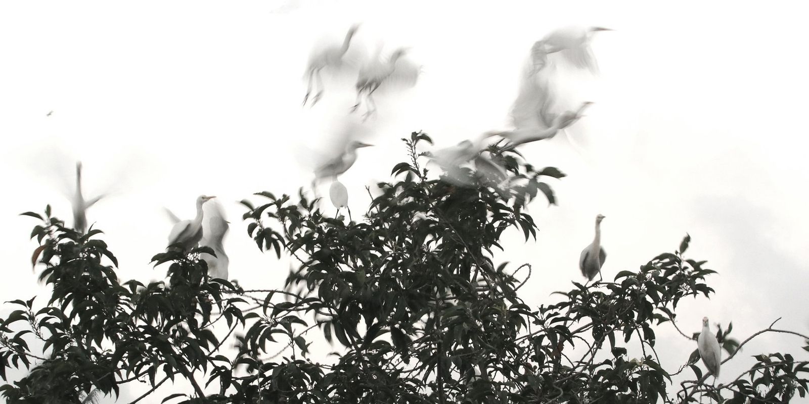 Envol flou d'aigrettes blanches au-dessus d'un feuillage sombre